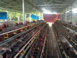 BUMDes Sidomulyo Sukses Budidayakan Ayam Petelur, Kini Jadi Percontohan