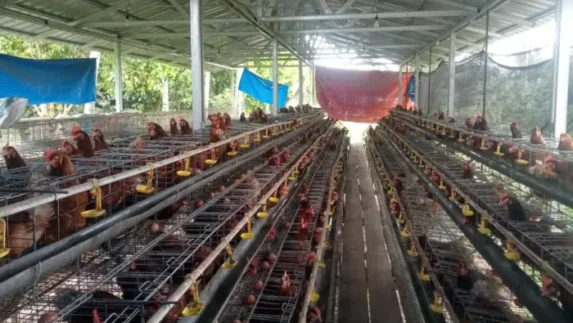 BUMDes Sidomulyo Sukses Budidayakan Ayam Petelur, Kini Jadi Percontohan