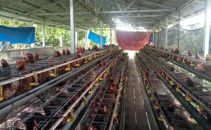 BUMDes Sidomulyo Sukses Budidayakan Ayam Petelur, Kini Jadi Percontohan
