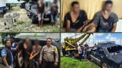 Dua Pencuri Anak Lembu di Simalungun Dibekuk Usai Kabur Pakai Sedan dan Tabrak Pemotor