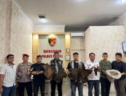 Polres Tapsel Gagalkan Perdagangan Satwa Dilindungi, Sisik Trenggiling dan Kulit Kijang Diamankan
