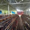 BUMDes Desa Sidomulyo Sukses Budidayakan Ayam Petelur, Kini Jadi Percontohan