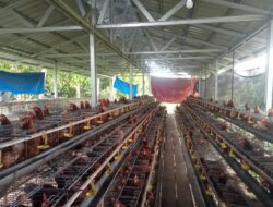 BUMDes Desa Sidomulyo Sukses Budidayakan Ayam Petelur, Kini Jadi Percontohan
