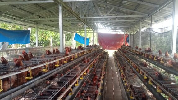 BUMDes Desa Sidomulyo Sukses Budidayakan Ayam Petelur, Kini Jadi Percontohan