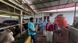Jelang Idul Adha, Pemkab Solok Monitoring Persiapan Hewan Qurban