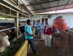 Jelang Idul Adha, Pemkab Solok Monitoring Persiapan Hewan Kurban