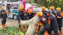Pohon Tumbang Tutup Akses Jalan, Brimob Sumut Bergerak Cepat Bantu Warga Pematangsiantar