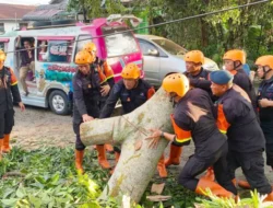 Pohon Tumbang Tutup Akses Jalan, Brimob Sumut Bergerak Cepat Bantu Warga Pematangsiantar
