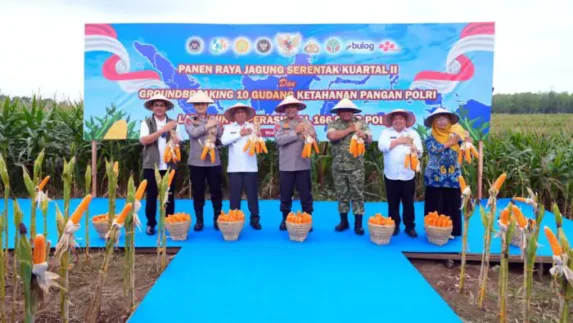 Polda Sumut Ikuti Panen Raya Jagung Serentak Polri Bersama Presiden Prabowo