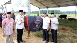 Polda Sumut Sembelih 31 Ekor Sapi di Hari Raya Iduladha, Dibagikan dalam 4.976 Paket