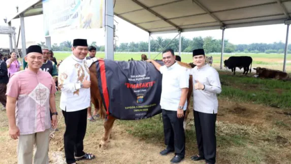 Polda Sumut Sembelih 31 Ekor Sapi di Hari Raya Iduladha, Dibagikan dalam 4.976 Paket