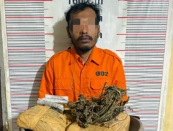 Polsek Bahorok Gagalkan Peredaran 2 Kilogram Ganja di Bukit Lawang