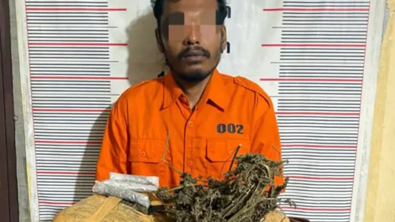 Polsek Bahorok Gagalkan Peredaran 2 Kilogram Ganja di Bukit Lawang