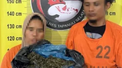 Satresnarkoba Polres Tapsel Gagalkan Peredaran 3 Kg Ganja