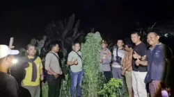 Tanam Ganja di Balik Tembok, Pria di Tanjung Morawa Diciduk Polisi
