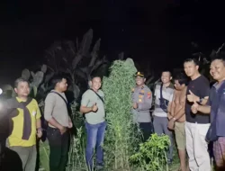 Tanam Ganja di Balik Tembok, Pria di Tanjung Morawa Diciduk Polisi