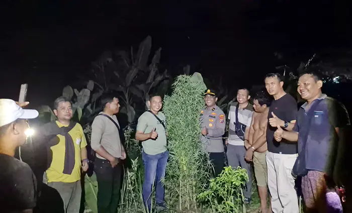 Tanam Ganja di Balik Tembok, Pria di Tanjung Morawa Diciduk Polisi