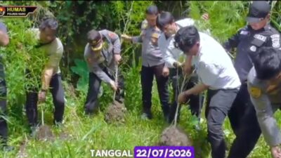 Polisi Temukan Ladang Ganja Tersembunyi di Perladangan Sukatendel