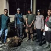 Diduga Curi Empat Tandan Sawit Milik Perusahaan, Seorang Pemuda Diamankan di Pinangsori
