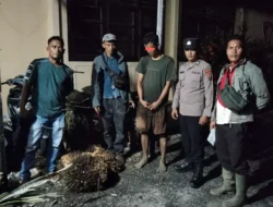 Diduga Curi Empat Tandan Sawit Milik Perusahaan, Seorang Pemuda Diamankan di Pinangsori