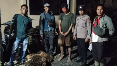 Diduga Curi Empat Tandan Sawit Milik Perusahaan, Seorang Pemuda Diamankan di Pinangsori