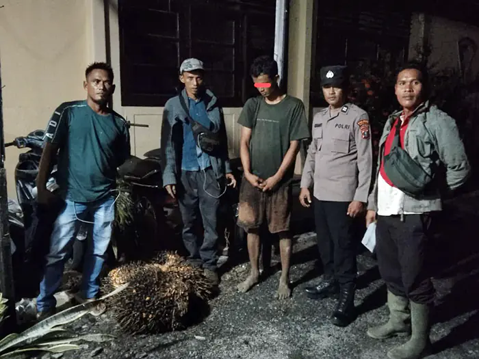 Diduga Curi Empat Tandan Sawit Milik Perusahaan