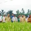 Dorong Penerapan Pertanian Modern, Bupati Batu Bara Tinjau Persawahan PM-AAS di Desa Suka Raja