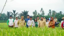 Dorong Penerapan Pertanian Modern