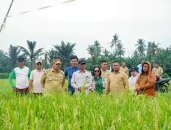 Dorong Penerapan Pertanian Modern, Bupati Batu Bara Tinjau Persawahan PM-AAS di Desa Suka Raja