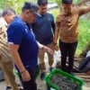 Hadiri Panen Raya di Gambus Laut, Bupati Batu Bara Dukung Pengembangan Budidaya Udang Vaname