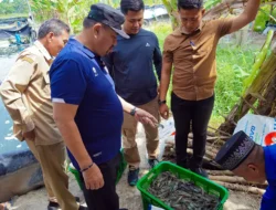 Hadiri Panen Raya di Gambus Laut, Bupati Batu Bara Dukung Pengembangan Budidaya Udang Vaname