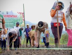 Bupati Pakpak Bharat Laksanakan Penanaman Jagung di Lahan Milik Masyarakat