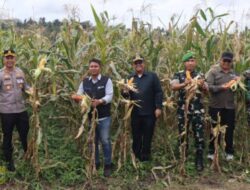 Sekda Pakpak Bharat Hadiri Panen Raya Jagung Kwartal II Tahun 2026