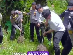Polisi Temukan Ladang Ganja Tersembunyi di Perladangan Sukatendel