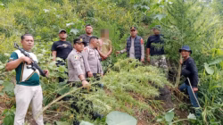 Berawal dari Informasi Warga, Polisi Langkat Ungkap 11 Batang Ganja di Perladangan