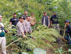 Berawal dari Informasi Warga, Polisi Langkat Ungkap 11 Batang Ganja di Perladangan