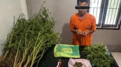Berawal Laka Lantas, Pria 69 Tahun Kedapatan Bawa Ganja