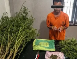Berawal Laka Lantas, Pria 69 Tahun Kedapatan Bawa Ganja, Polres Karo Kembangkan ke Ladangnya