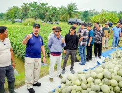 Bupati Batu Bara Panen Melon di Air Putih