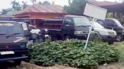 Judi Dadu Putar Merajalela di Namorindang