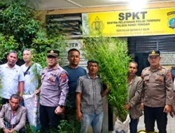 Polsek Panei Tongah ungkap Ladang Ganja, 12 Batang Diamankan