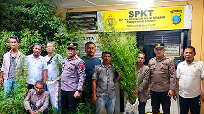 Polsek Panei Tongah ungkap Ladang Ganja